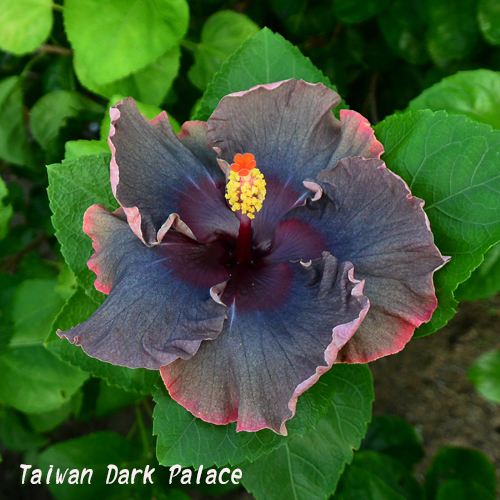 Taiwan Dark Palace
